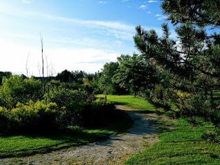 Dirt pathway lined by lush trees in Elgin Mills, Richmond Hill, Ontario